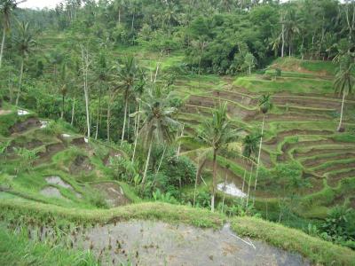 いのちあふれるバリ