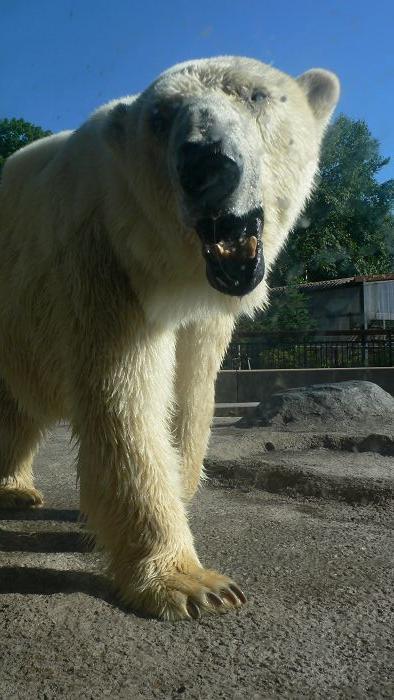 北海道自然満喫の旅?旭山動物園