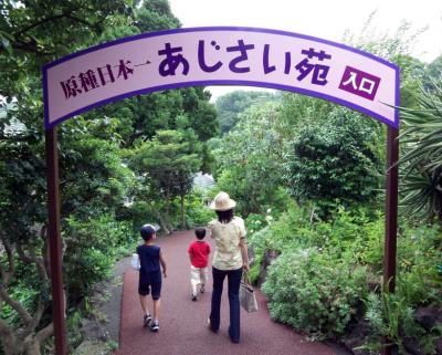 ２．伊豆海洋公園 原種日本一のあじさい苑