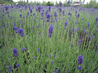 北海道3泊の旅?