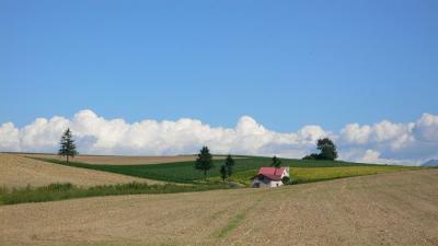 北海道自然満喫の旅?美瑛・富良野