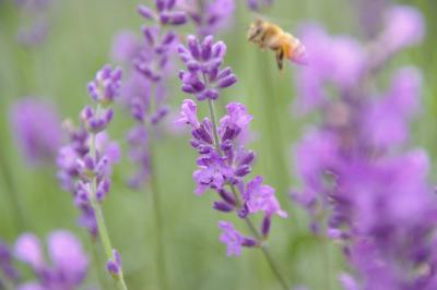 河口湖ハーブフェスティバル■ラベンダーの香りを満喫する一日■
