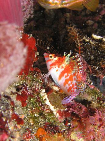 大好きな伊豆大島