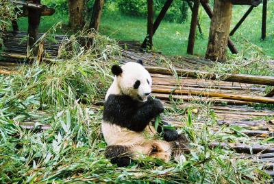 私はパンダの為にお金を稼ぐのです(成都再び編)