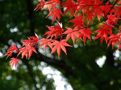 一人旅 in 秋の京都