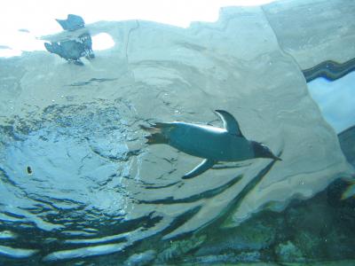 ペンギンとラベンダーと花火を見る旅