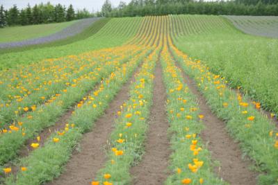 北海道雄大な風景と花畑等の撮影の旅