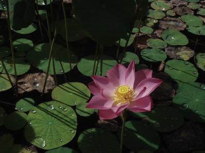 初のボルネオ旅行−その2−