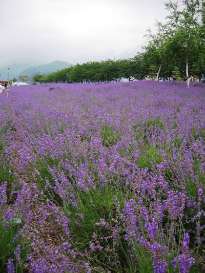 ラベンダー散策&グルメ　in河口湖/山中湖（2007年7月）