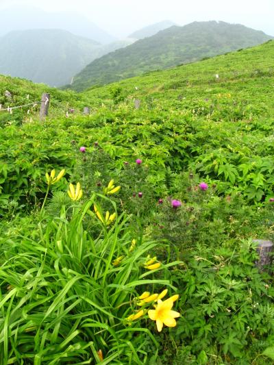 花咲く伊吹山に登る