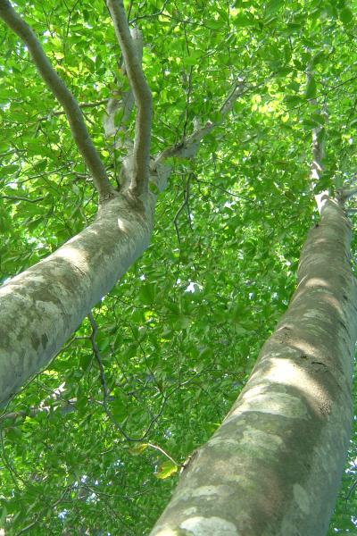 「ブナ林」を歩く越後の山