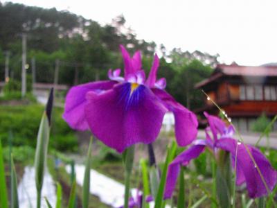 ２００７　木曾へー９　花の咲く王滝村　早朝散歩ー上