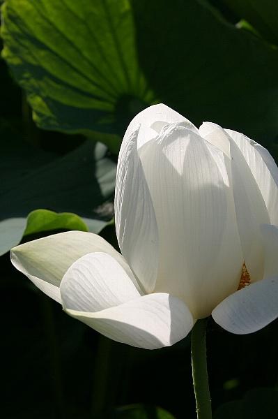 小さな旅●ハスの花咲く 愛西市立田