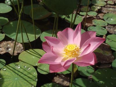 初のボルネオ旅行−その3−