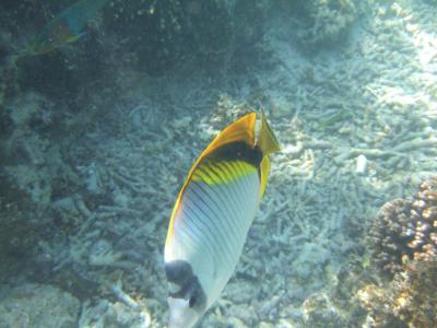 ウベア島に行き損ねました