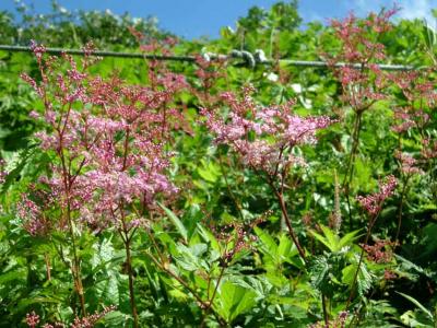 伊吹山で待ち合わせ　～お花たち