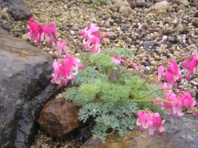 白馬五竜　八方尾根の高山植物を見てきました。