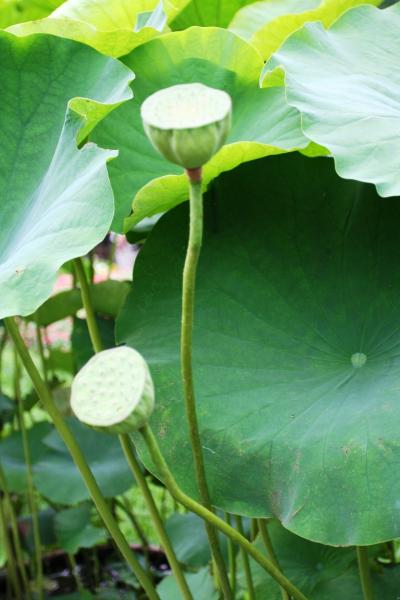 初夏の風物詩  ー 大賀ハス鑑賞