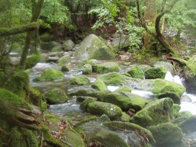 2007 屋久島旅行記?　～白谷雲水峡編～