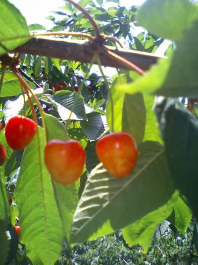 サクランボ狩☆