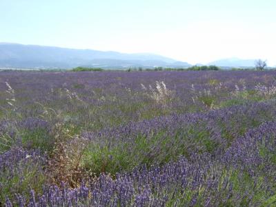 思う壺Barマダムの海外だってお部屋にこだわりた~い♪ アランデュカス直営オーベルジュ「ラ・バスティード・ド・ムスティエ」スイートに泊まる!