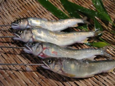 初夏の楽しみ若鮎三昧「鮎の茶屋」+温泉日帰りつあ～