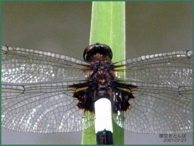 07とんぼ池便り