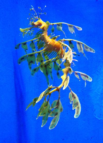 マレーシア2007-13・ランカウイ島-13　アンダーウオーター・ワールド　☆珍しい魚たちと