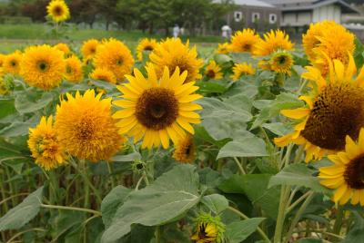 大垣市：夏の風物詩「ひまわり」♪