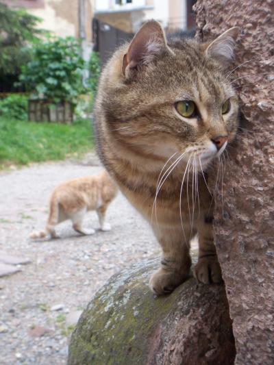 アルザスで出逢った猫