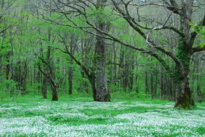 春の上高地～2007?　花の上高地