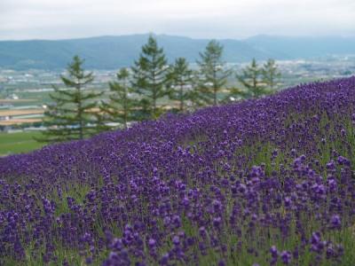 富良野・美瑛