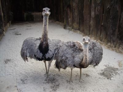 フィリピンでも動物園に行ってみよう！