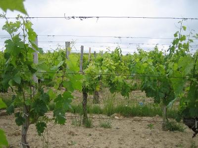 ペリグーついでにサンテミリオンに寄ってきた。? ・サンテミリオン前半戦。