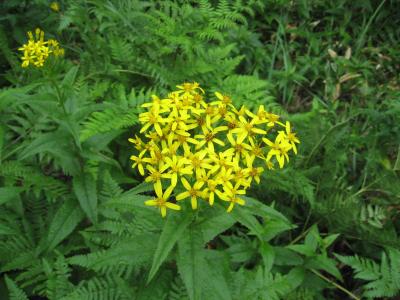 JALツアーズ　知床探検大作戦！4日間　2日目知床