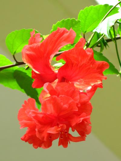 マレーシア2007-17　ランカウイ島17　西洋松の岬に咲く花々たち　☆雑草もさりげない庭園