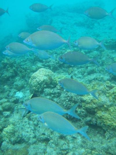 座間味島でシュノーケリング