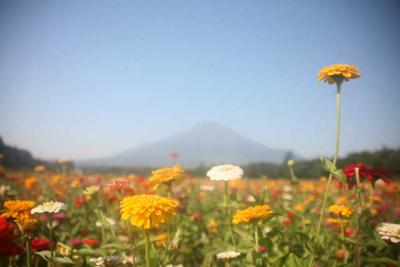 久しぶりの富士山(花の都公園編)