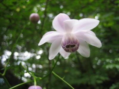久しぶりに富士山周辺ハイキング～三つ峠へ　③