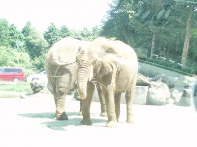 子供と一緒の夏休み