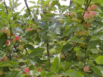 夏のローレンシャン高原