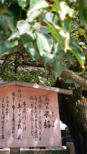 福岡&大分&熊本2007(全5日間)1