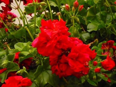 ♪Ｓｗｅｄｅｎへ！３／３５　 ・・・市庁舎★憩いの場【ストックホルム】