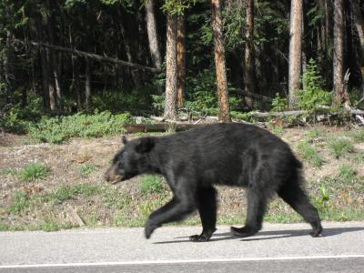 【カナディアンロッキーの旅(32)】すすり泣く壁とウォーターファウル湖と熊