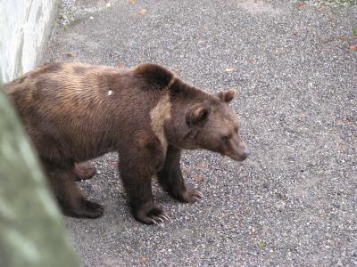 首都ベルン　スイスぐるり旅2007夏（4）