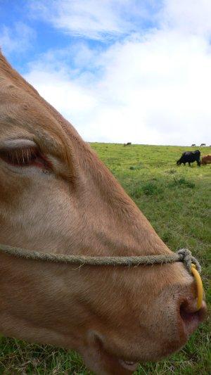 福岡&大分&熊本2007(全5日間)4