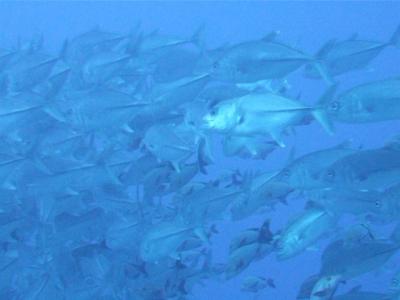 【5】ダイビング (タヒチ ランギロア島旅行　2007年5月)