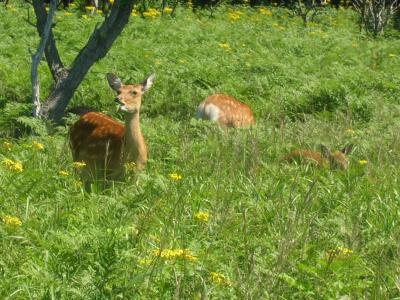ネイチャー紀行２