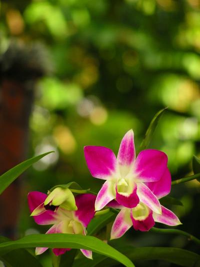 慰めになったプーケットインターナショナルホスピタル周辺の花々