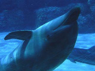 名古屋港水族館
